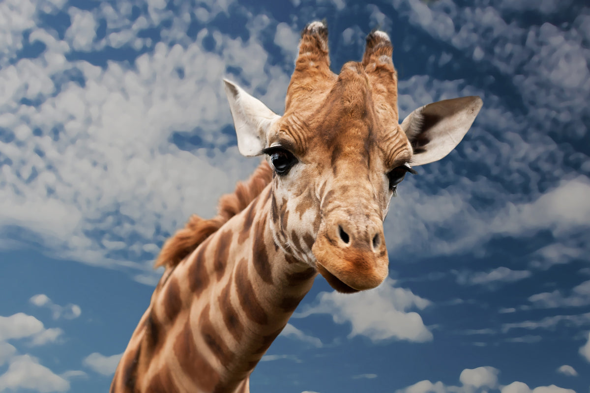 canvas-print-attention-giraffe