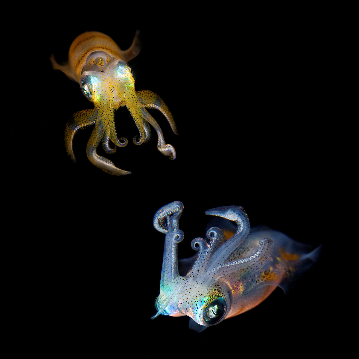 canvas-print-sea-jewels