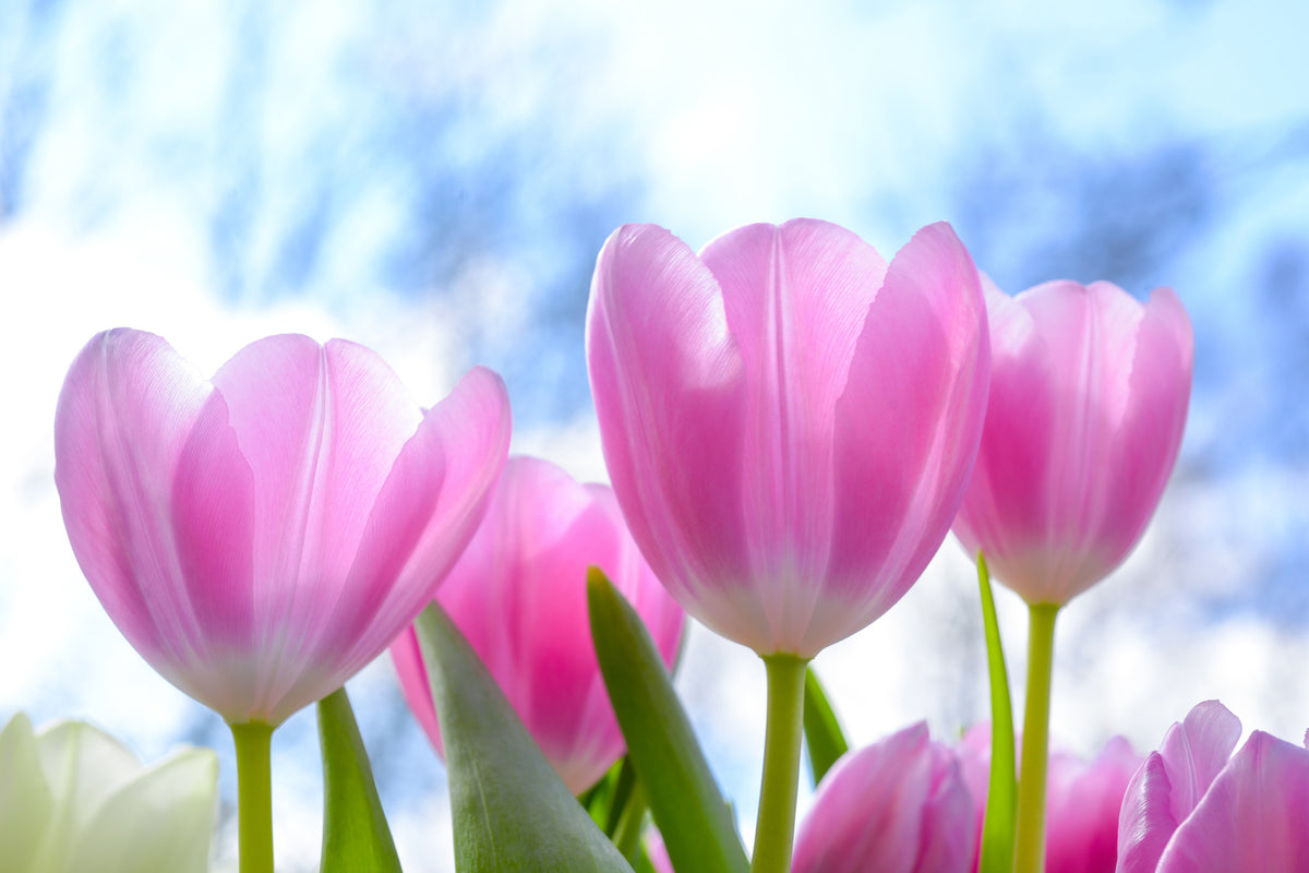 3-piece-aluminium-print-tulips-in-nature