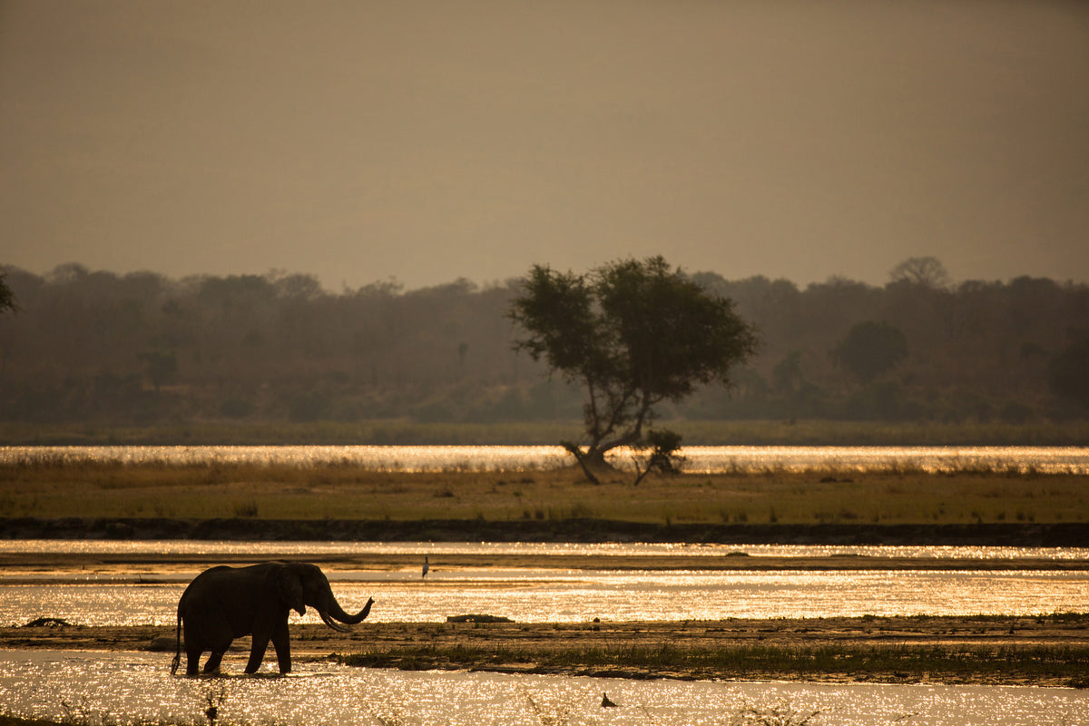 poster-print-elephant-alone-in-the-steppe