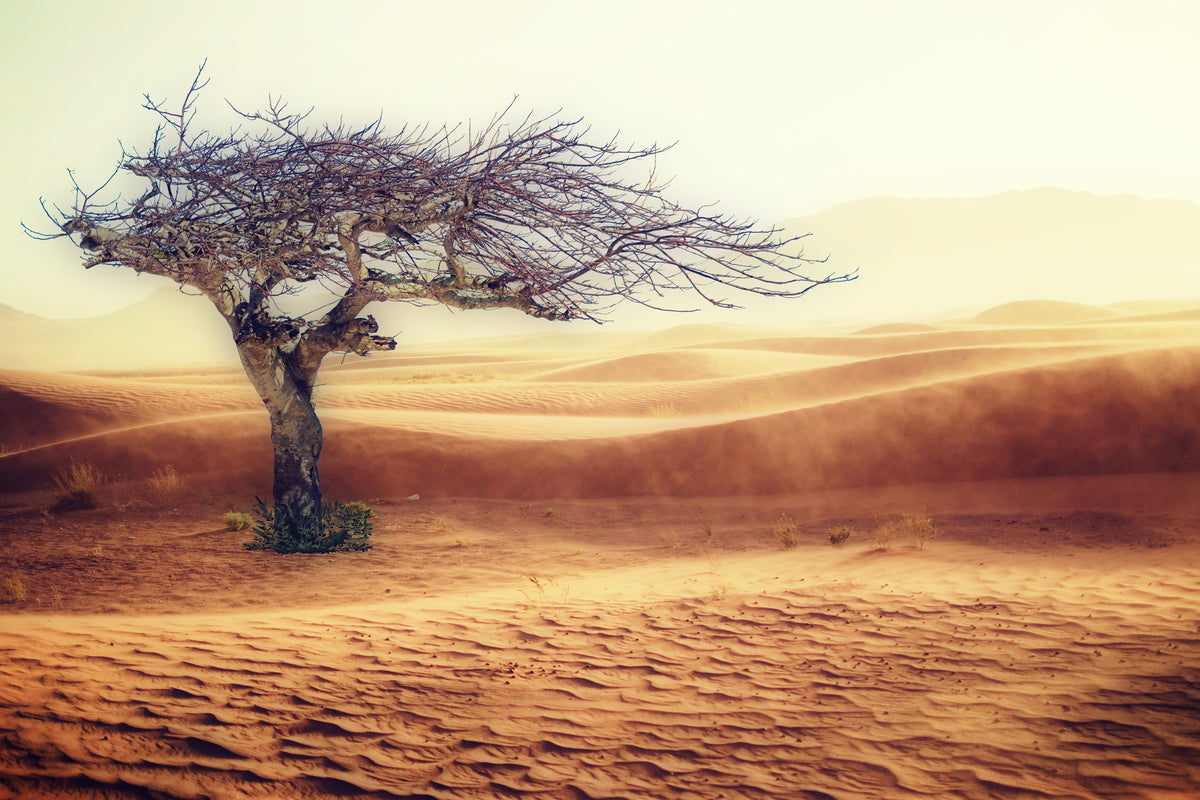 acrylic-print-desert-storm