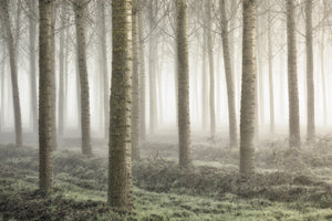 modern-3-piece-aluminium-print-small-woodland