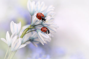 3-piece-acrylic-print-ladybirds