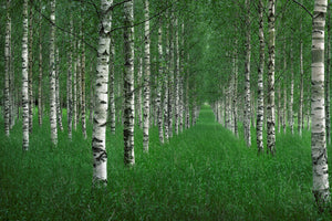 canvas-print-the-tunnel