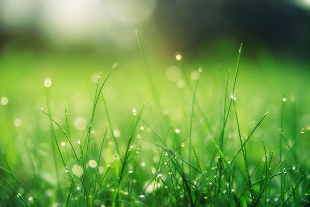 3-piece-aluminium-print-meadow-with-morning-dew