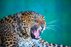 modern-3-piece-canvas-print-attention-leopard