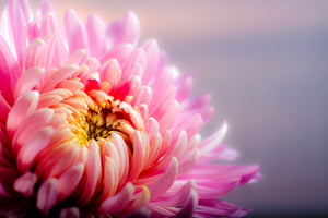 modern-3-piece-acrylic-print-macro-chrysanthemum