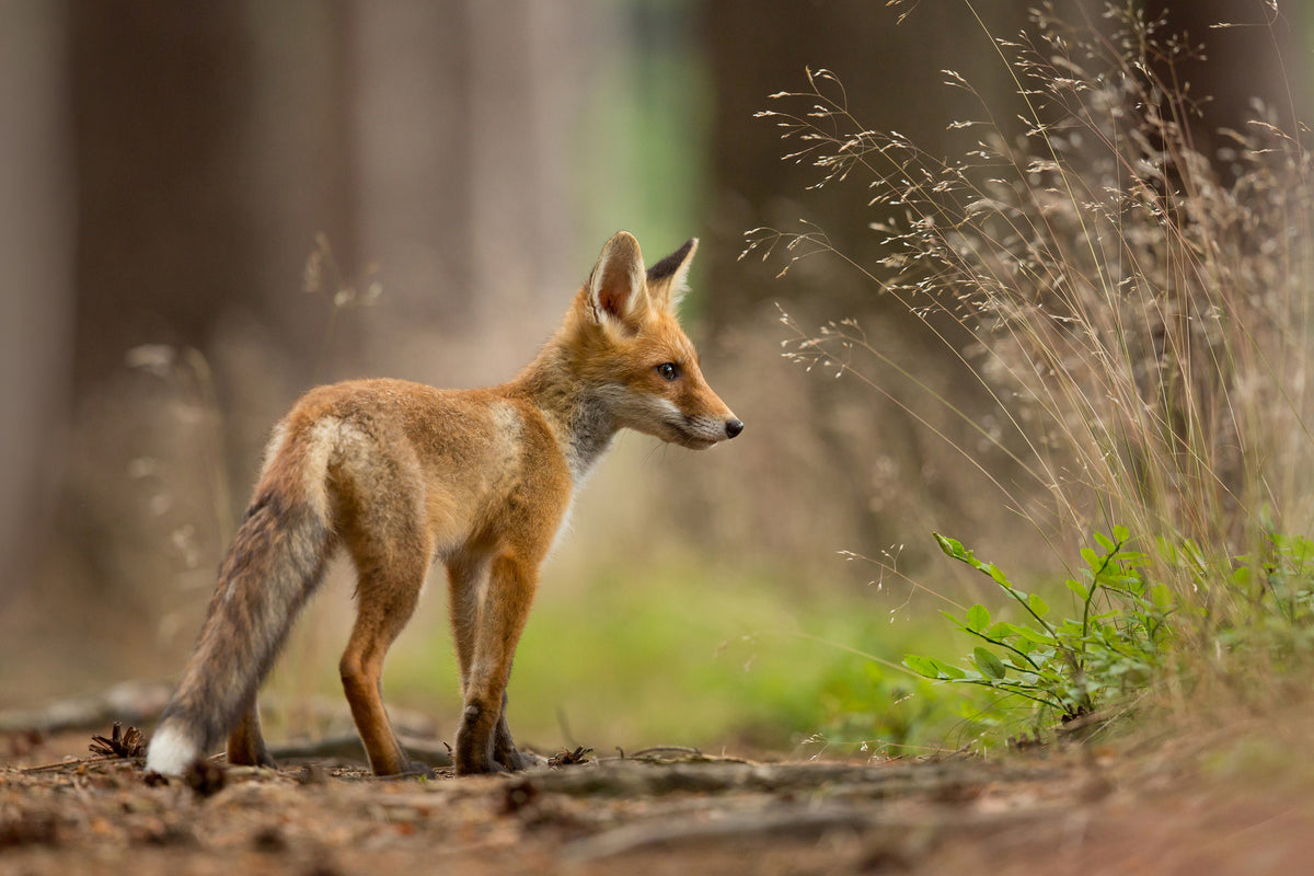 framedcanvas-print-red-fox-xqm