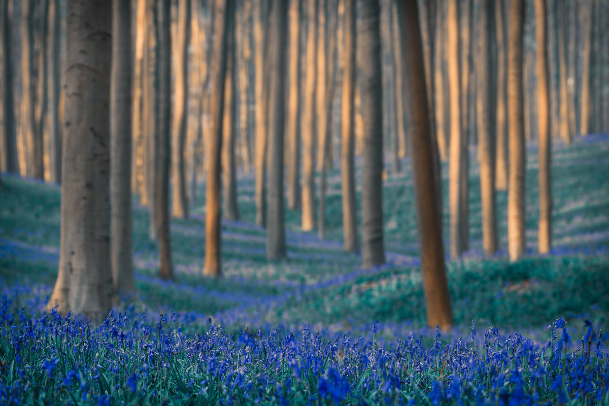 canvas-print-dreams-are-made-of-these-x