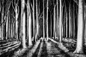 3-piece-aluminium-print-ghost-forest