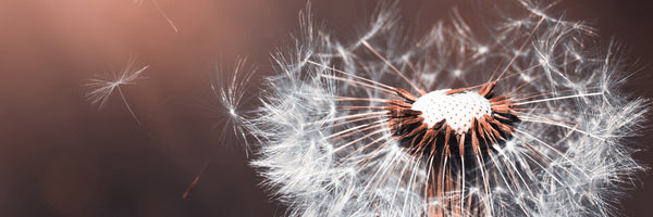 panoramic-3-piece-aluminium-print-dandelion-in-the-evening-light-panorama