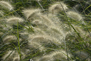framedcanvas-print-ornamental-grass-in-the-wind