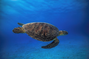 modern-3-piece-aluminium-print-green-turtle-in-the-blue
