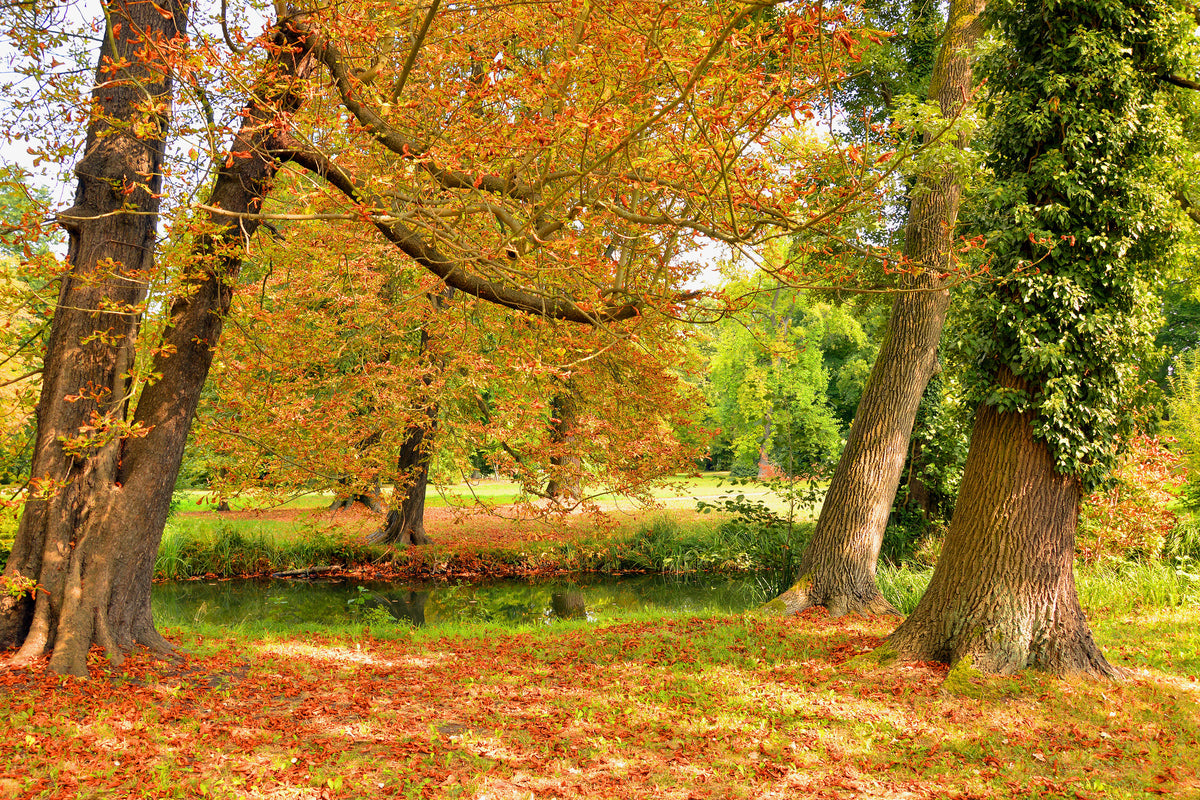 acrylic-print-in-the-middle-of-autumn-trees