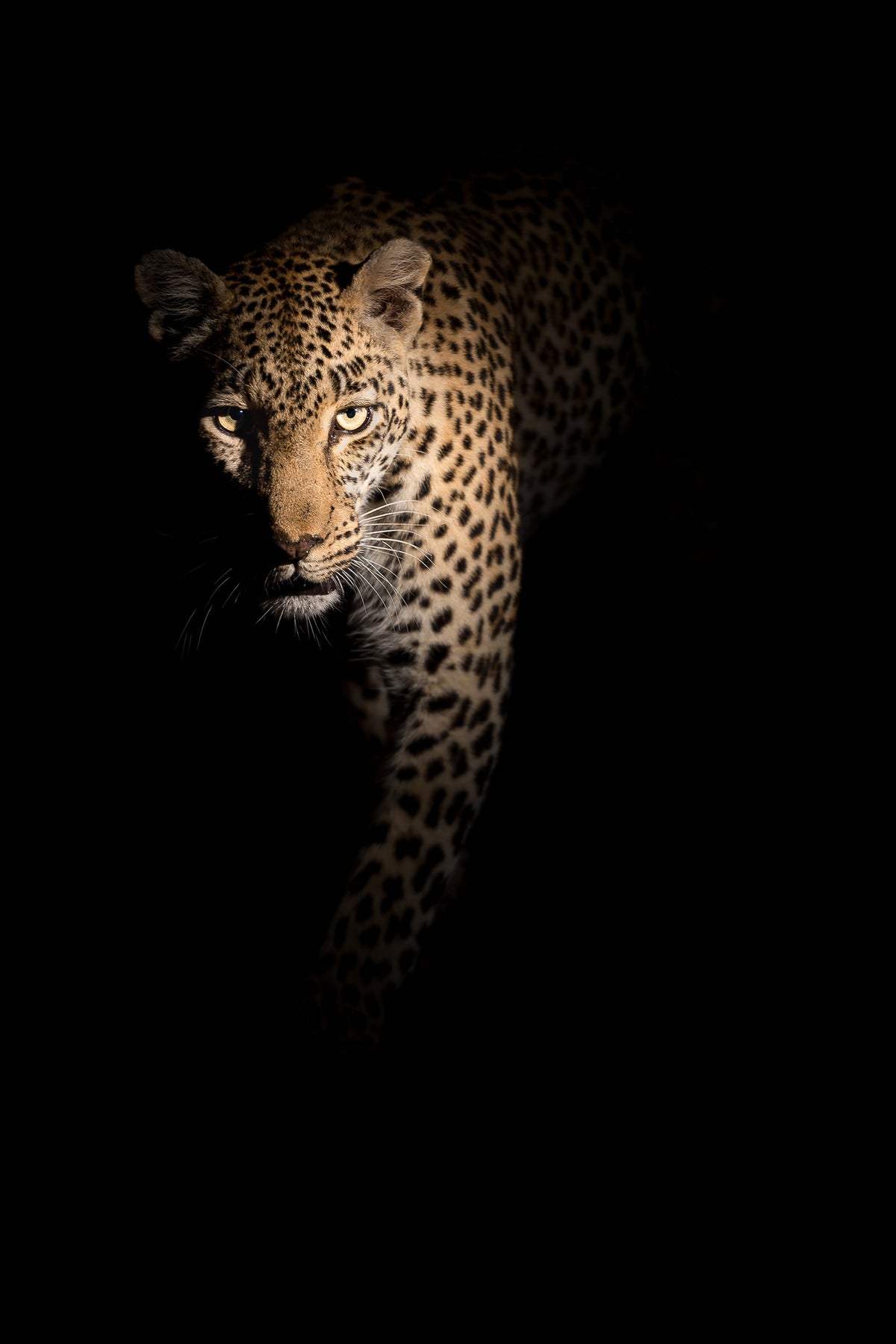 framedcanvas-print-out-of-the-darkness-x