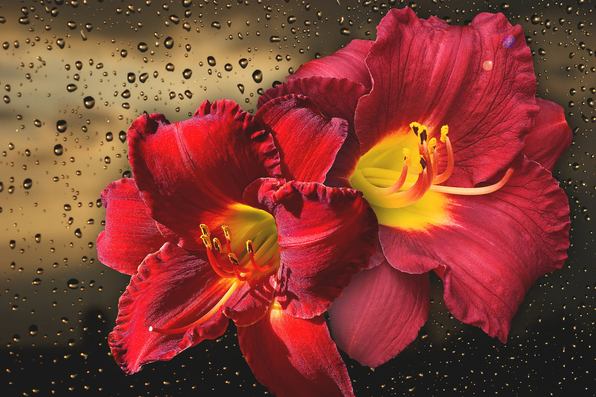 modern-3-piece-canvas-print-lily-flowers-with-water-drops