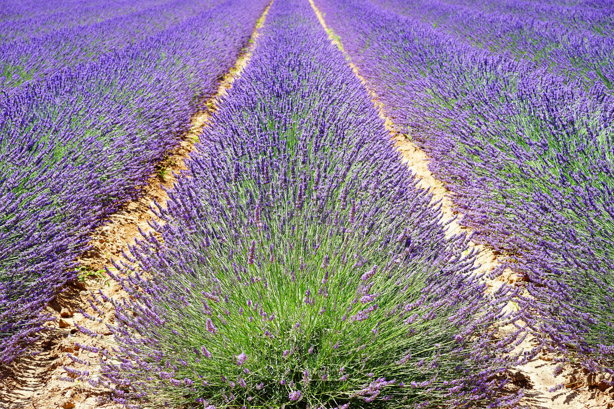 3-piece-aluminium-print-the-lavender-field