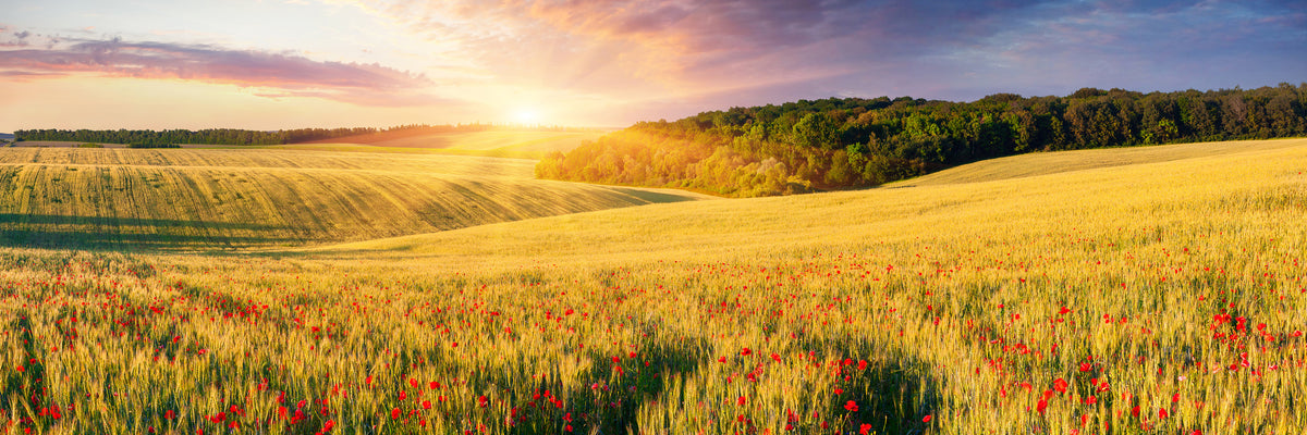 panoramic-acrylic-print-a-flower-field-at-sunrise-panorama