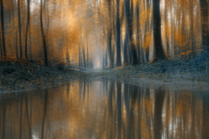 canvas-print-the-woods-x
