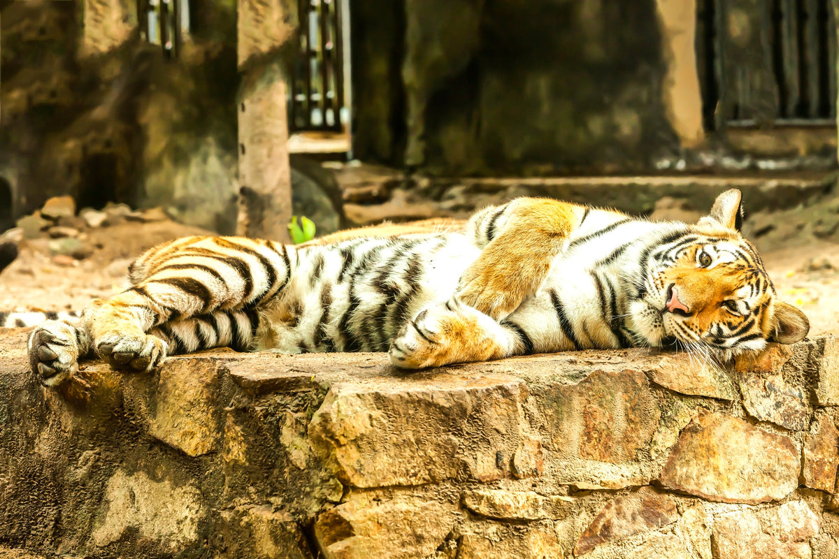 framedposter-print-the-siberian-tiger