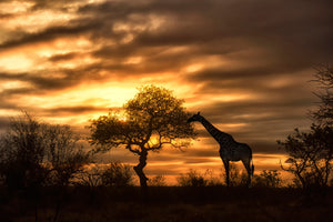 3-piece-acrylic-print-african-dreams