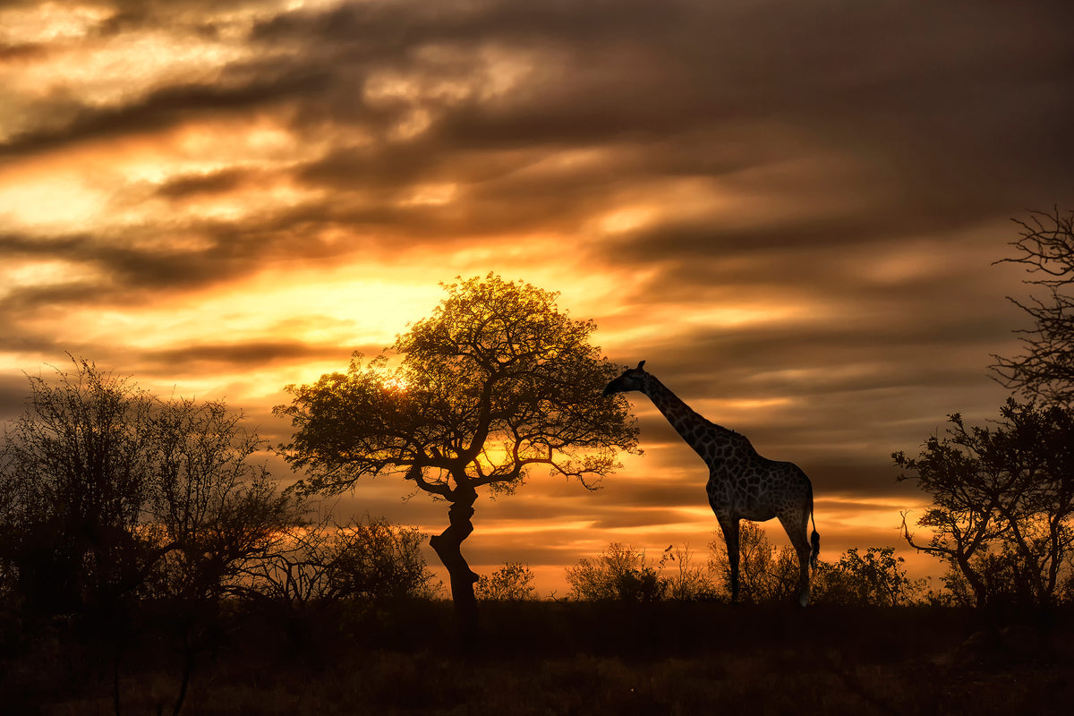 3-piece-acrylic-print-african-dreams