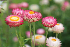 3-piece-aluminium-print-flowers-of-spring