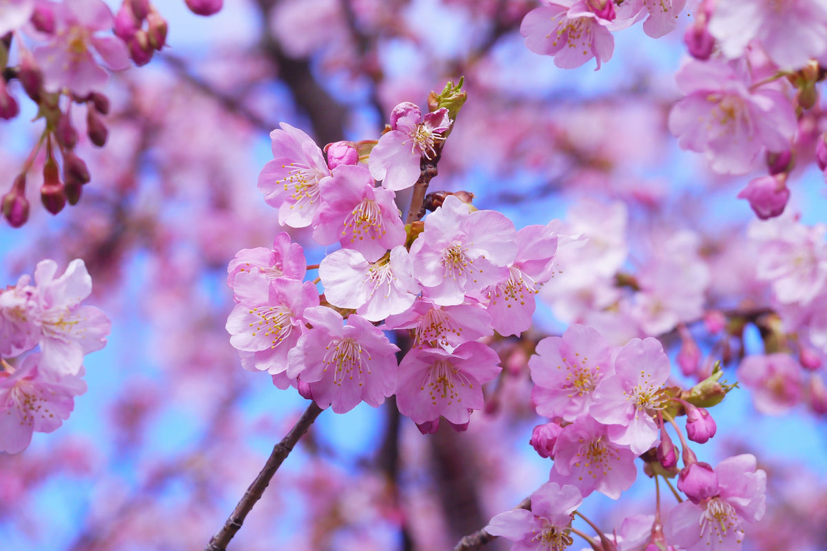 modern-3-piece-acrylic-print-gorgeous-cherry-blossom