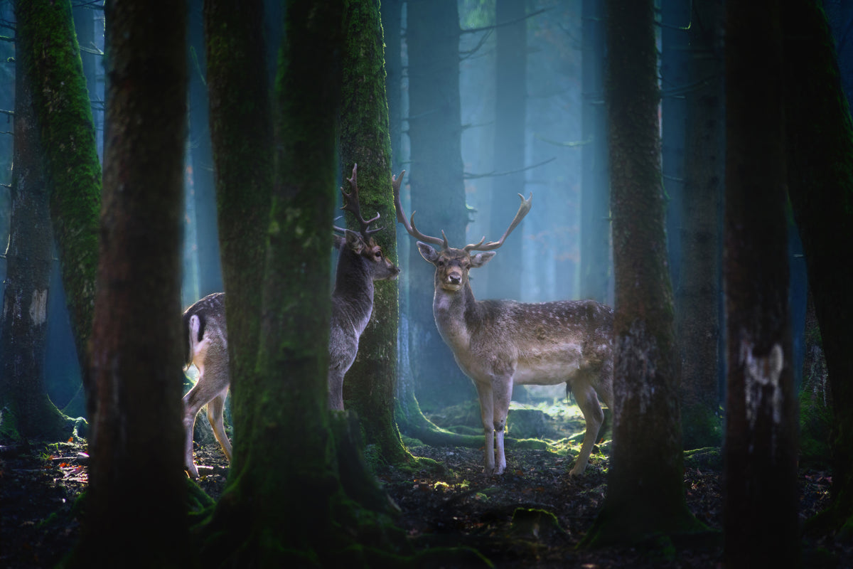 aluminium-print-deers