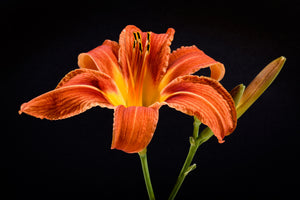 aluminium-print-a-lily-flower-in-orange