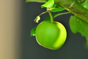 acrylic-print-green-apple