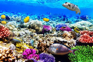 acrylic-print-fish-aquarium