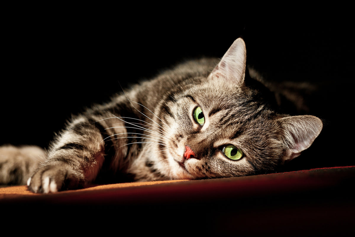 3-piece-aluminium-print-relaxed-cat