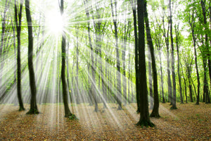 canvas-print-magic-light-in-the-trees