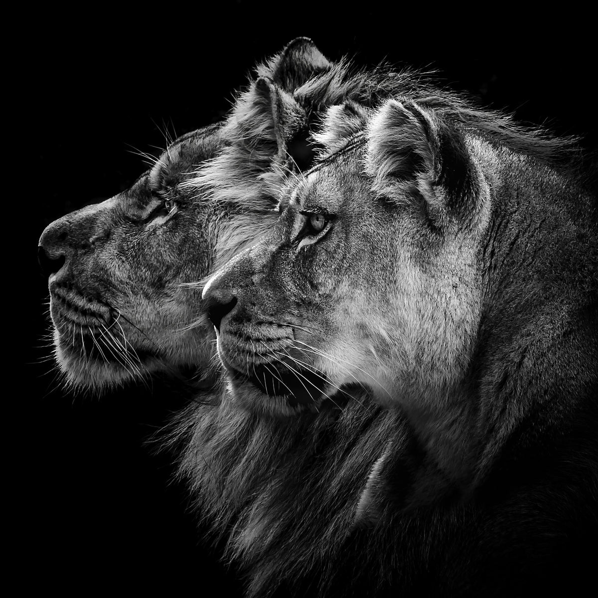 4-piece-aluminium-print-lion-and-lioness-portrait