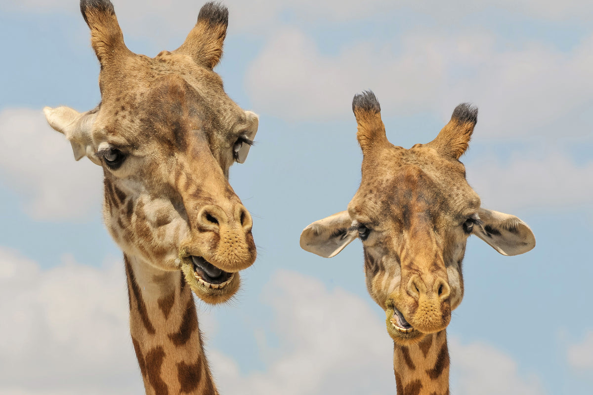 3-piece-canvas-print-2-giraffes