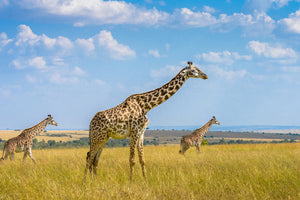 aluminium-print-trio-giraffes-x