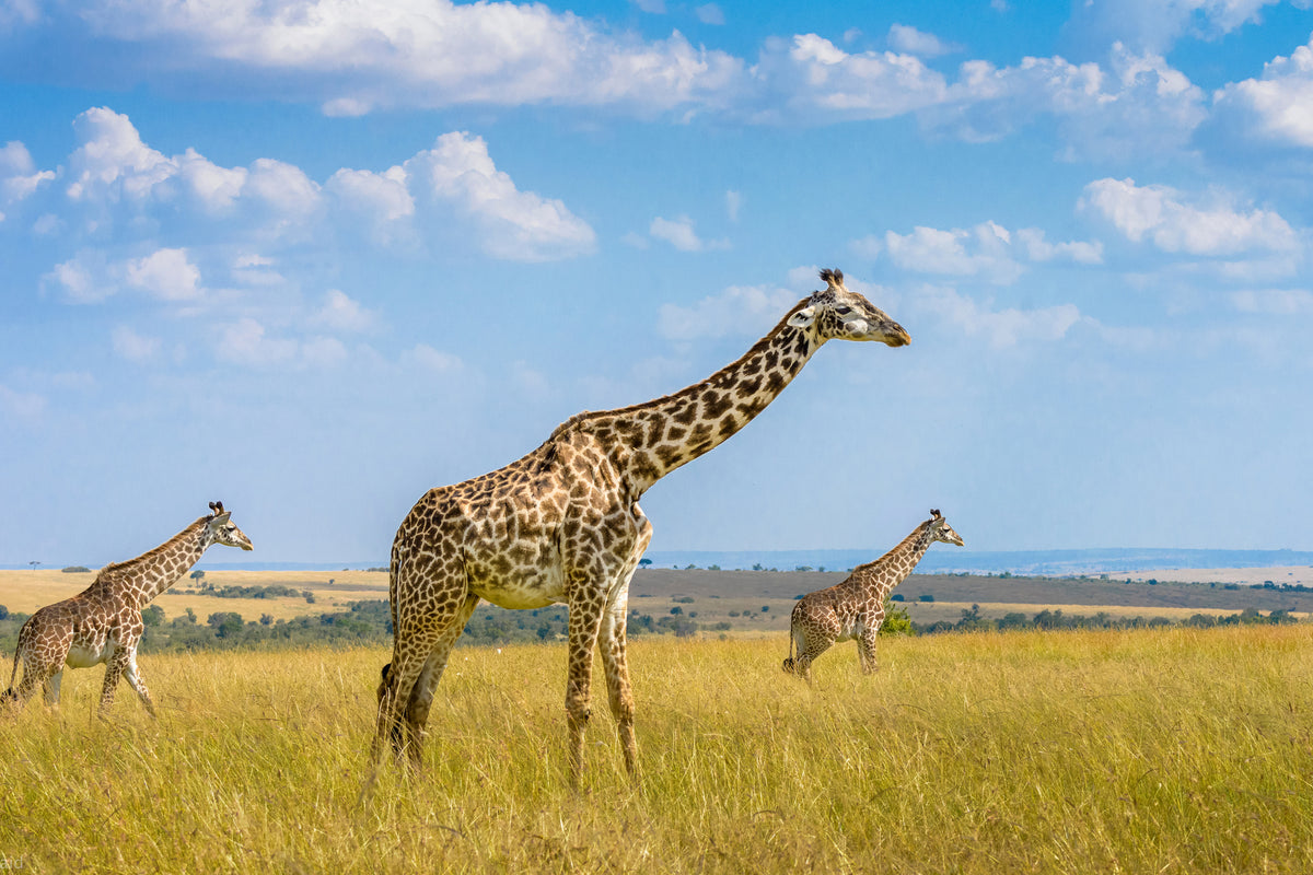 aluminium-print-trio-giraffes-x