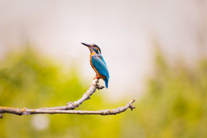 canvas-print-the-kingfisher