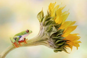 poster-print-red-eyed-tree-frog-on-a-sunflower-x