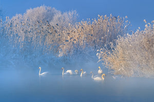poster-print-blue-swan-lake