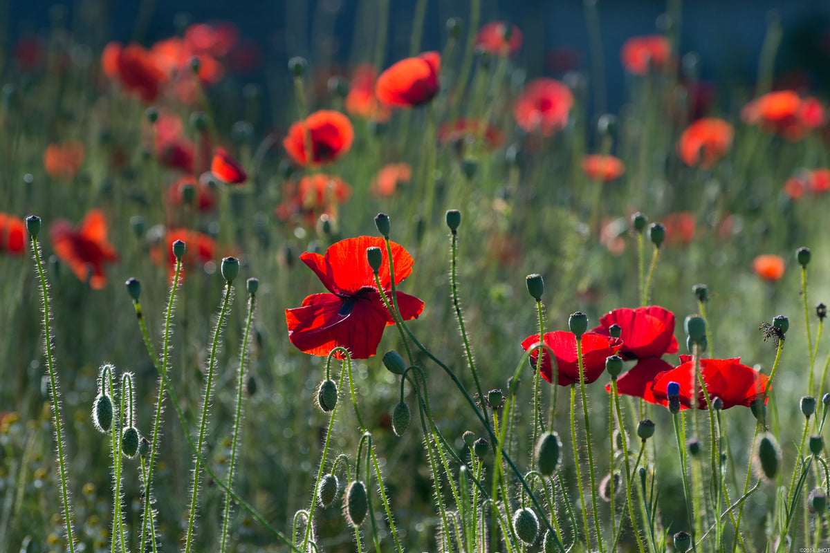 modern-3-piece-aluminium-print-wild-poppy