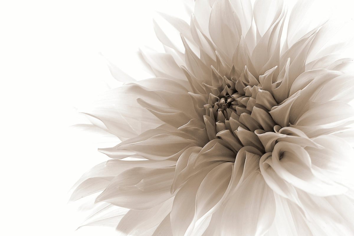 framedcanvas-print-dignified-x