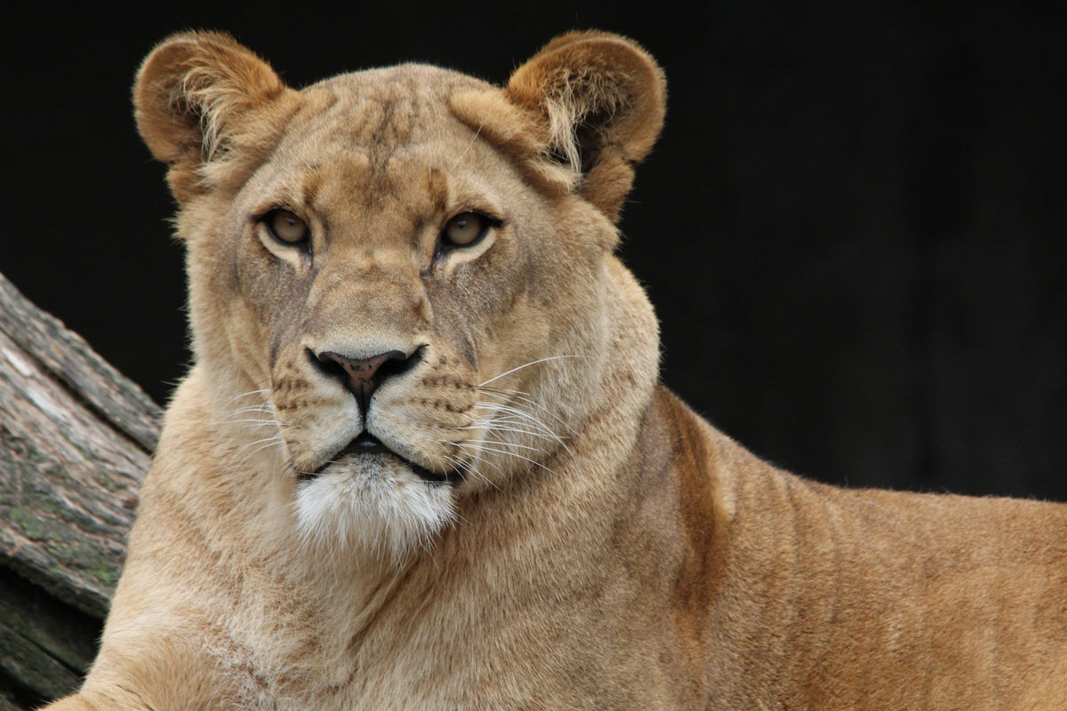 poster-print-proud-lioness