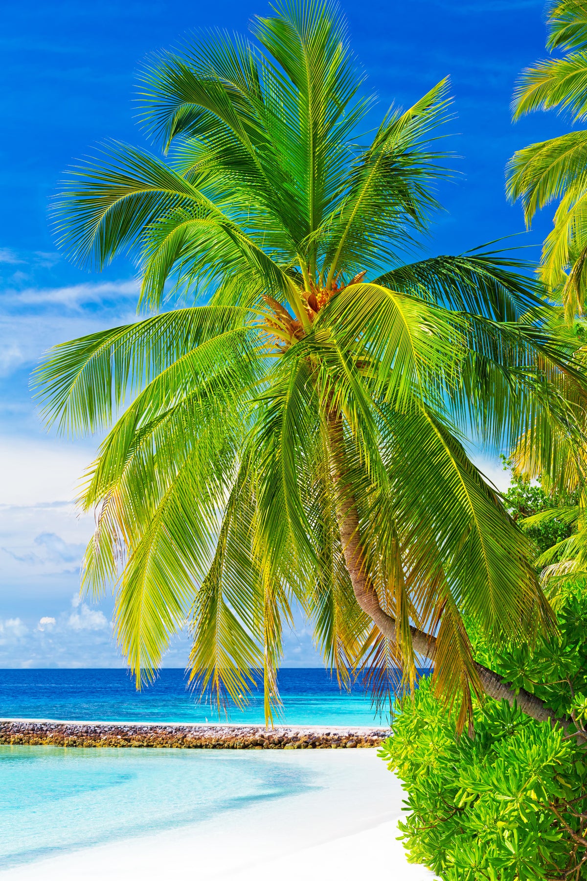 framedposter-print-the-palm