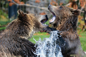 3-piece-acrylic-print-grizzly-fight