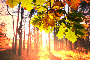 modern-3-piece-acrylic-print-autumn