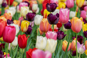 3-piece-canvas-print-the-colors-of-the-tulips