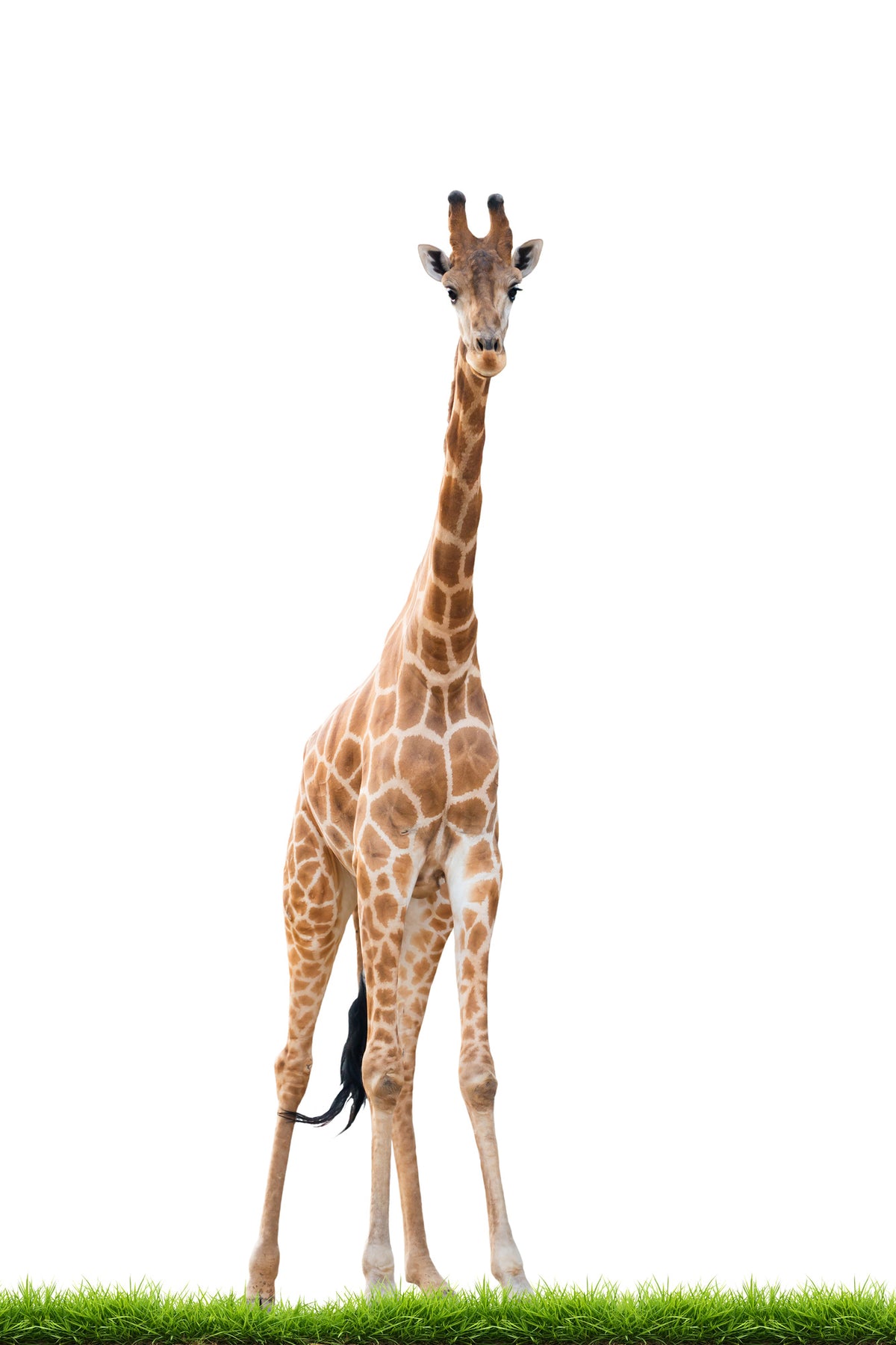 framedposter-print-the-long-giraffe
