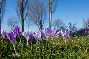 acrylic-print-purple-crocus-in-nature